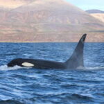 Ocean Safari in La Ventana BCS - Logistics and Practicalities