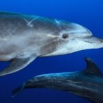 Ocean Safari: Sea Lions, Mobula Rays, Dolphins, Orcas & Whales - Why Choose This Tour?