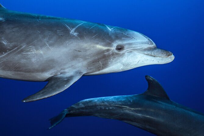 Ocean Safari: Sea Lions, Mobula Rays, Dolphins, Orcas & Whales - Why Choose This Tour?