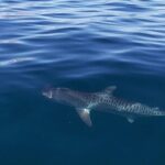 Ocean Safari Tour in Cabo San Lucas - Practical Details & Value