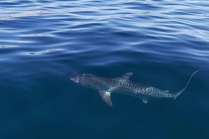 Ocean Safari Tour in Cabo San Lucas - Practical Details & Value