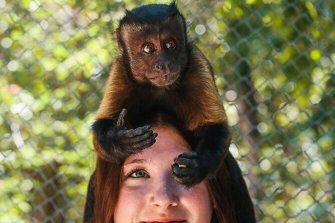 Off Road ATV Cenote Monkeys and Snorkel with Sea Turtles - Setting the Scene: What to Expect