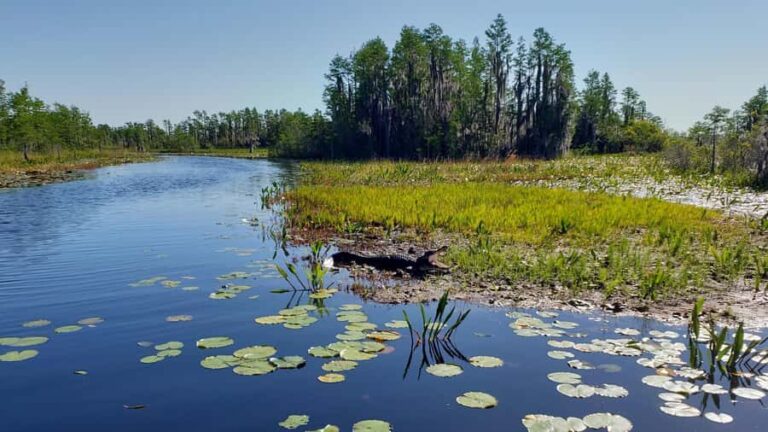 Okefenokee Swamp: Guided Boat Tour with a Local Naturalist - Who Should Consider This Tour?