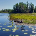 Okefenokee Swamp: Guided Kayak Tour with a Local Naturalist - Exploring the Swamp: What to Expect