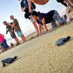 Olive Ridley Turtle Release Experience - Analyzing Value and Considerations