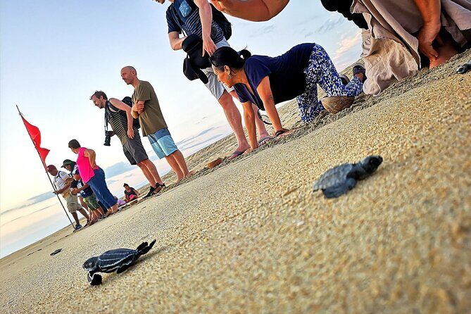 Olive Ridley Turtle Release Experience - Analyzing Value and Considerations