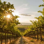 Oliver: Oliver Full Day Guided Wine Tour - The Itinerary Breakdown