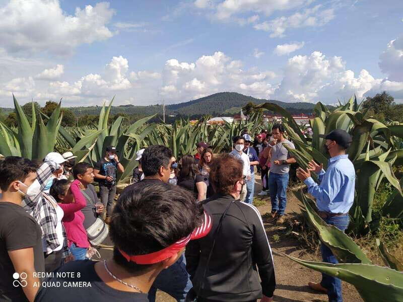 One day tour from Mexico City to Firefly Sanctuary - The Value of the Tour