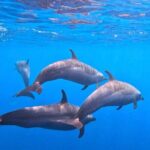 Open Ocean Safari: looking for orcas, dolphins & more - Authentic Encounters and Real Feedback