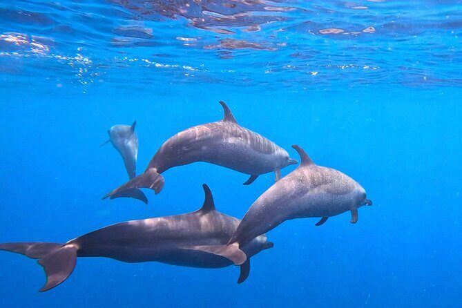 Open Ocean Safari: looking for orcas, dolphins & more - Authentic Encounters and Real Feedback