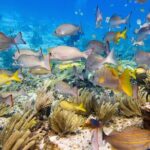 Open Water Certification Course-PADI - The Marine Environment & Experience Quality