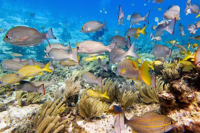 Open Water Certification Course-PADI - The Marine Environment & Experience Quality