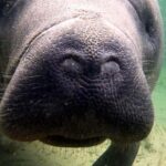 Orlando: Blue Springs Manatee Kayak Tour - The Value of the Experience