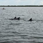 Orlando: Dolphin Clear Kayak or Paddle Board Adventure - The Wildlife You Might Encounter