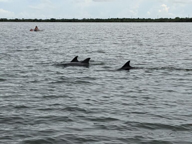Orlando: Dolphin Clear Kayak or Paddle Board Adventure - The Wildlife You Might Encounter