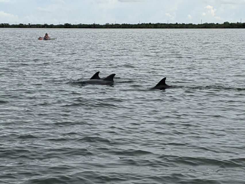 Orlando: Dolphin Clear Kayak or Paddle Board Adventure - The Wildlife You Might Encounter
