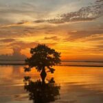 Orlando Sunset Airboat Tour w/ Alligator & Wildlife Viewing - What the Tour Entails