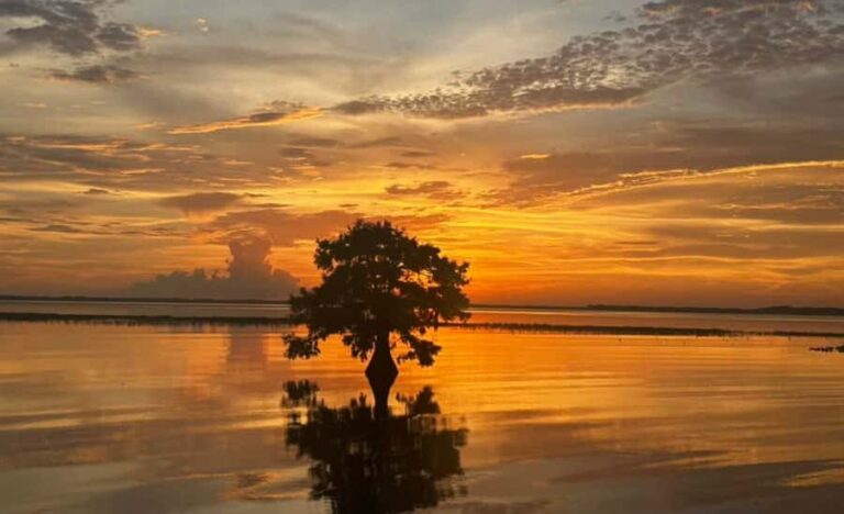Orlando Sunset Airboat Tour w/ Alligator & Wildlife Viewing - What the Tour Entails