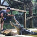 Orlando: Wild Florida Park Ticket and Gator Shows - Exploring the Animal Encounters and Shows