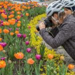 Ottawa Spring Tulip Festival Bike Tour - Exploring Ottawas Most Stunning Spots