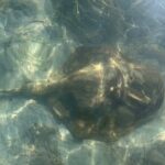 Paddle Board Picnic Peanut Island Palm Beach Singer Island - Final Thoughts