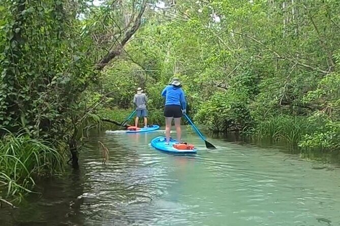 Paddleboard Rental  Three Sisters Springs & Manatee Refuge - The Practicalities: What to Expect