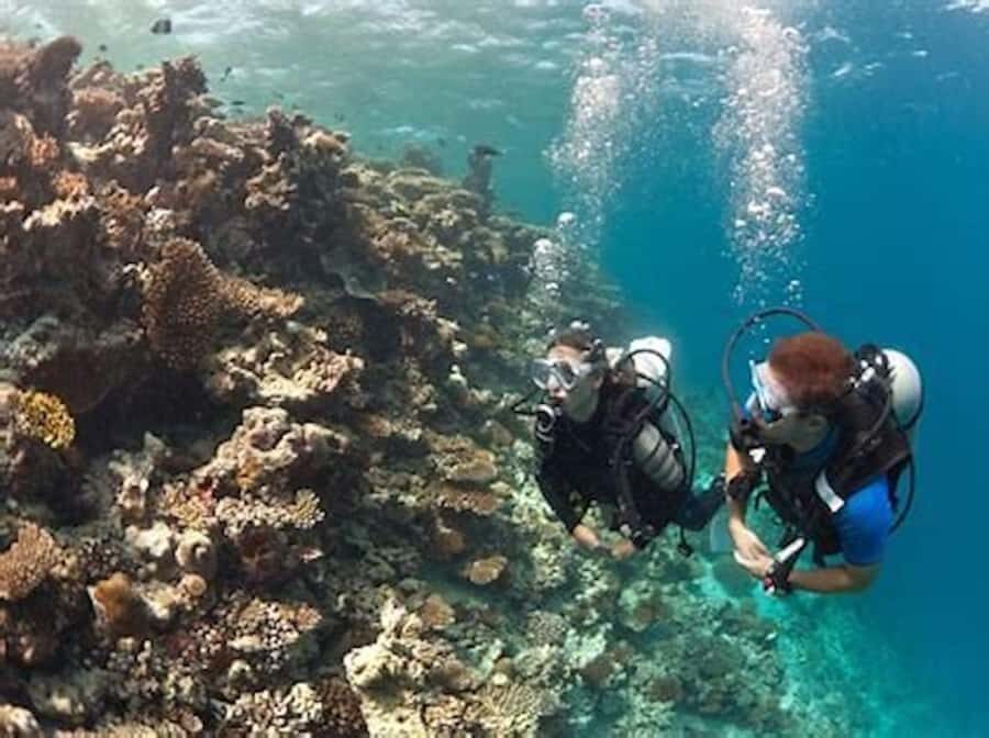 PADI Discover Scuba Diving: at Hol Chan Marine Reserve - What Travelers Say & Why It Matters