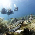 PADI Discover Scuba Diving for divers without certification - Who Should Consider This Tour?