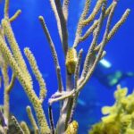 PADI Open Water Diver Course in the Riviera Maya - What’s Included and What’s Not?