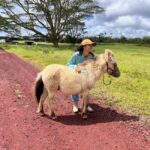 Pahoa: Ranch Tour with Animal Feedings and Interactions - The Practicalities: What You Need to Know
