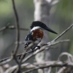 Palenque: waterfalls, buffalo, & birdwatching, a soulful immersion - Discovering the Mexican Savannahs Birdwatching and Wildlife