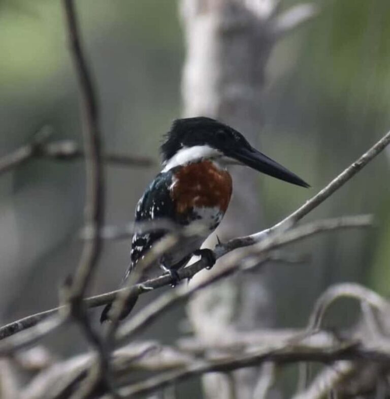 Palenque: waterfalls, buffalo, & birdwatching, a soulful immersion - Discovering the Mexican Savannahs Birdwatching and Wildlife