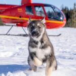 Palmer: "Dogs and Glaciers" Sledding and Helicopter Tour - Practical Details