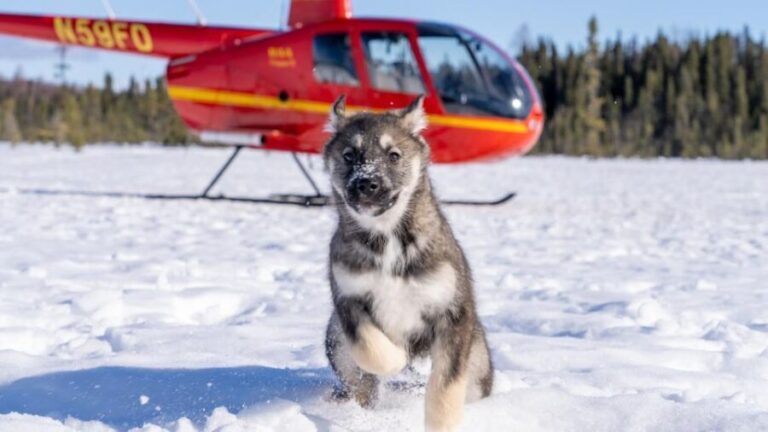Palmer: "Dogs and Glaciers" Sledding and Helicopter Tour - Practical Details
