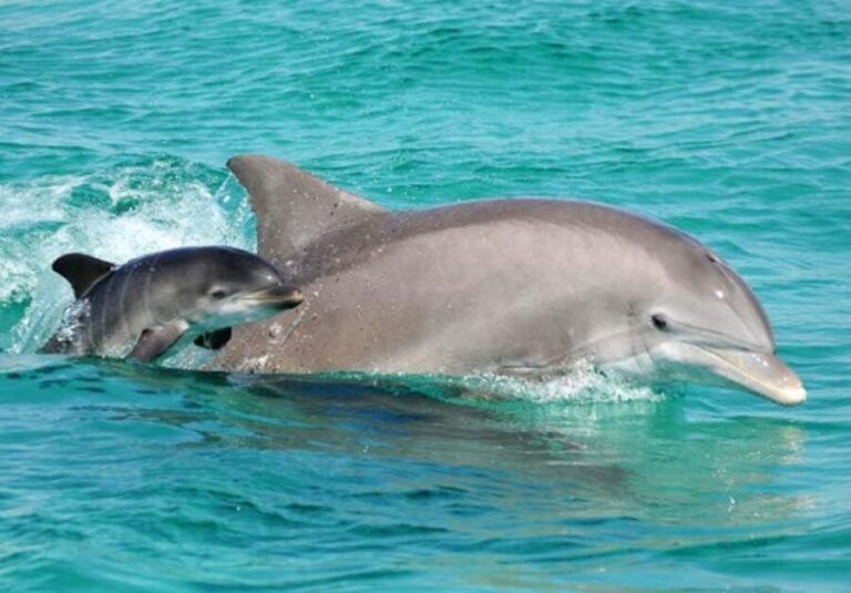 Panama City Beach: Dolphin Sightseeing Trip by Catamaran - Why Travelers Love This Tour