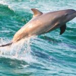 Panama City Beach: Dolphin Watching and Snorkeling Tour - Value and Practical Insights