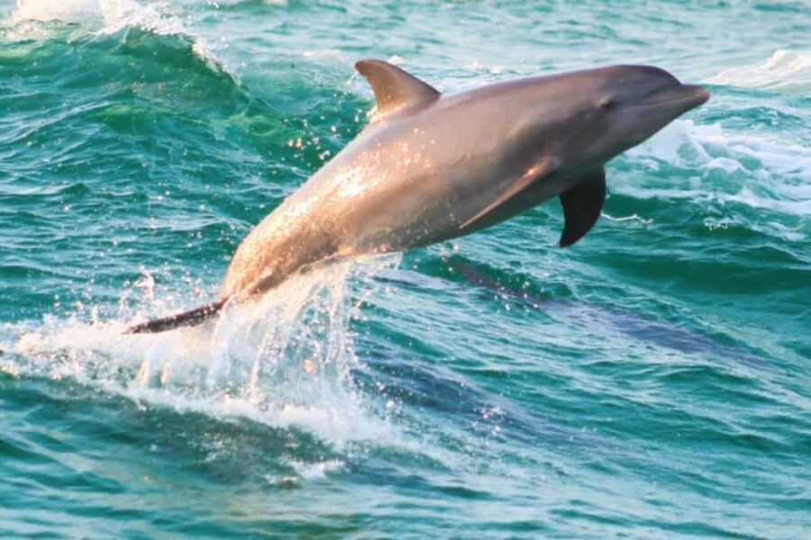 Panama City Beach: Dolphin Watching and Snorkeling Tour - Value and Practical Insights