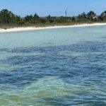 Panama City Beach Florida, Dolphin, Shell Island and Eco Tours - An In-Depth Look at the Panama City Beach Eco and Dolphin Tour