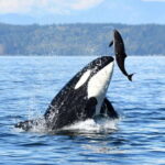 Parksville: Half-Day Whale and Wildlife Adventure - Who Should Consider This Tour?