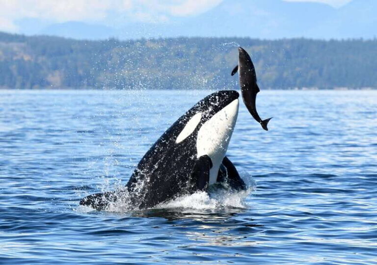 Parksville: Half-Day Whale and Wildlife Adventure - Who Should Consider This Tour?