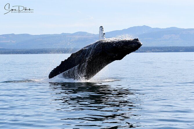Parksville Half Day Whale and Wildlife Adventure - In-Depth Look at the Tour Experience