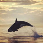 Parksville: Sunset Whale and Wildlife Adventure - Why This Tour Stands Out