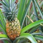 Pearl Harbor and Mini Circle Island Tour from Kauai - Full Review of the Pearl Harbor and Mini Circle Island Tour from Kauai