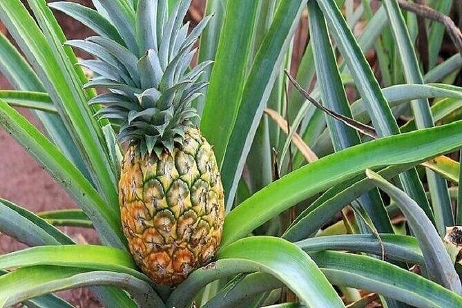 Pearl Harbor and Mini Circle Island Tour from Kauai - Full Review of the Pearl Harbor and Mini Circle Island Tour from Kauai