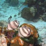 Pelican Rock Snorkeling and Sightseeing Adventure - What’s Included and What’s Not