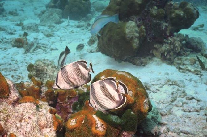 Pelican Rock Snorkeling and Sightseeing Adventure - What’s Included and What’s Not