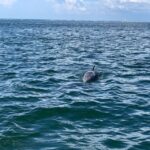Pensacola Beach Sunset Dolphin Tour private up to 6 ppl - Additional Considerations