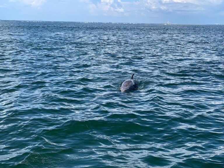 Pensacola Beach Sunset Dolphin Tour private up to 6 ppl - Additional Considerations