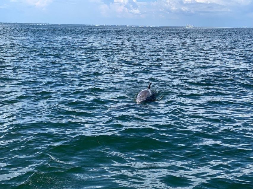 Pensacola Beach Sunset Dolphin Tour private up to 6 ppl - Additional Considerations