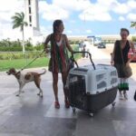 PET FRIENDLY Private Transfer Cancun - Playa del Carmen - Who Should Consider This Transfer?